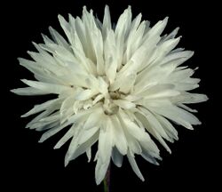 Cephalipterum drummondii - Flickr - Kevin Thiele.jpg