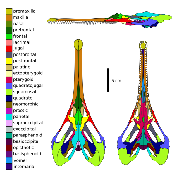 File:Champsosaurus skull diagram.svg
