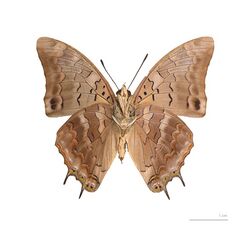 Charaxes kheili MHNT ventre.jpg