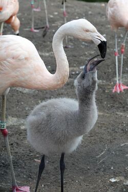Chilean Flamingo Feeding.jpg