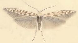 Coleophora odorariella.JPG