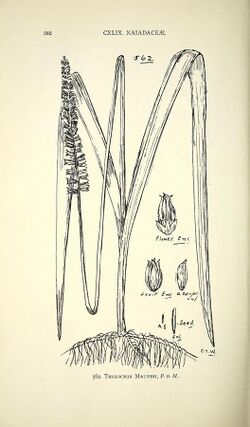 Comprehensive catalogue of Queensland plants, both indigenous and naturalised. To which are added, where known, the aboriginal and other vernacular names; with numerous illustrations, and copious (14596455708).jpg