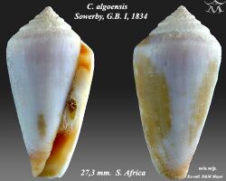 Conus algoensis 1.jpg