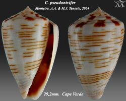 Conus pseudonivifer 2.jpg