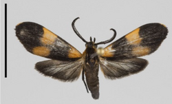Correbia minima, from the Ecuadorian Andes, an example of beetle mimicry. Scale bar 1cm.png