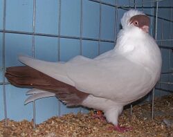 Crested helmet pigeon.jpg