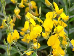 Crotalaria juncea Da220020.JPG