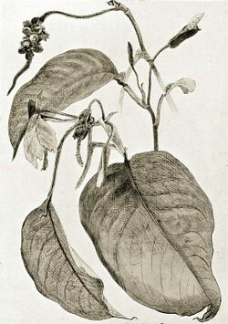Culcasia arum-1906.jpg