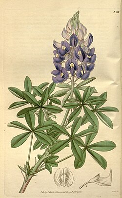 Curtis's botanical magazine (Plate 3467) (8043218877).jpg