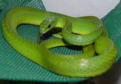 A light green snake with vivid green belly coiled loosely on a tightly woven dark green textile hanging in front of a light blue emulsioned wall, head slightly up, tongue flicking.
