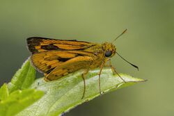 Dark palm dart (Telicota bambusae lanka) male.jpg