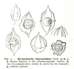 Desmatractum bipyramidatum as Bernardinella bipyramidata.jpg