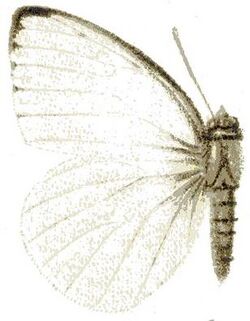 Dixeia doxo m.JPG