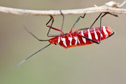 Dysdercus Cingulatus-Fabricius - Red cotton stainer bug (2).jpg