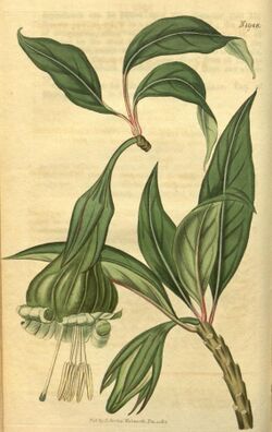 Dyssochroma viridiflora (as Solandra viridiflora) Bot. Mag. 45.1948.jpg