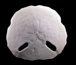 Echinodiscus2.jpg