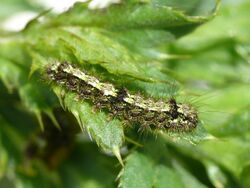 Eilema depressa - caterpillar 01 (HS).jpg