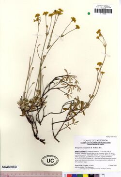 Eriogonum congdonii.jpg
