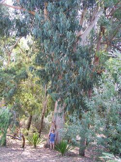 Eucalyptus-12.jpg