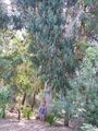 Eucalyptus-12.jpg