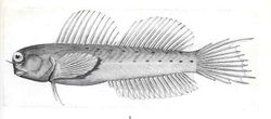 FMIB 36116 Ecsenius mandibularis, McCulloch.jpeg