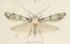 Fig 1 MA I437901 TePapa Plate-XL-The-butterflies full (cropped).jpg