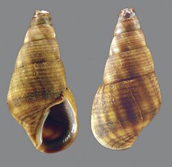 Fissilabia decollata (MNHN-IM-2009-3034).jpeg