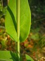 Fourraea alpina leaf (13).jpg