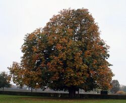 Gammel Holtegaard tree.jpg