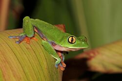 Golden-eyed tree frog (Agalychnis annae).jpg