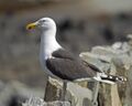 Great Black-backed Gull Larus marinus.jpg