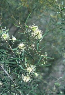 Grevillea commutata.jpg