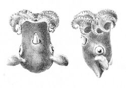 Grimpoteuthis meangensis.jpg