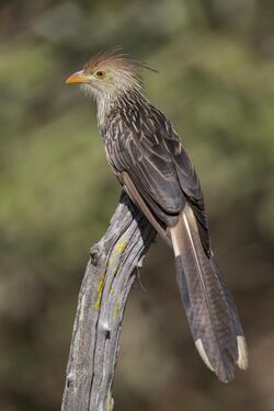 Guirakuckuck Guira guira.JPG