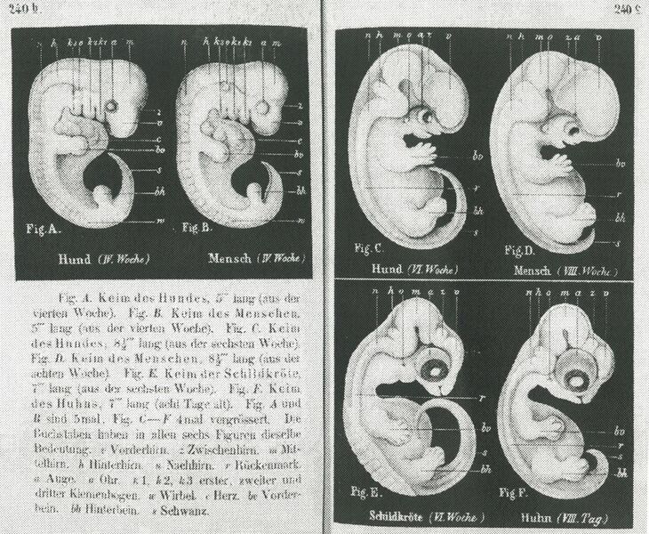 File:Haeckel-embryos-weeks4-6.jpg