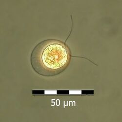 Haematococcus pluvialis flagellate.jpg