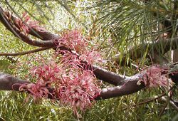 Hakea bakeriana2 april 04 email.jpg