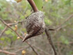 Hakea ferruginea fruit.jpg