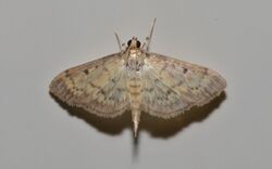 Herpetogramma fluctuosalis – Greater Sweet Potato Webworm Moth (14748266004).jpg