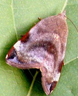 Hyblaea moth.jpg