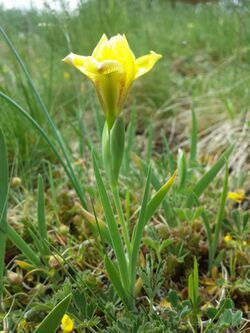 Iris humilis subsp. arenaria sl12.jpg