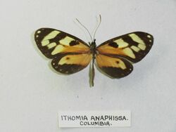 Ithomiaanaphissa.jpg