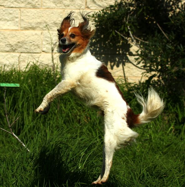 File:Jumping dog.JPG