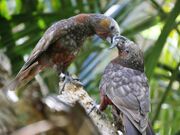 A light brown-grey parrot with maroon spots on the underside and orange cheeks