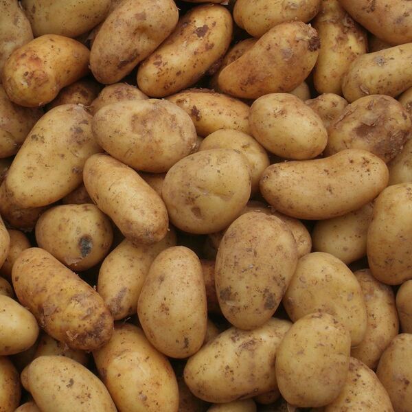 File:Kartoffeln Markt.jpg