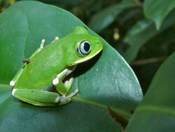 Kivu Treefrog (Leptopelis kivuensis) (7073641407).jpg