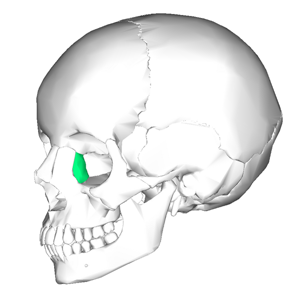 File:Lacrimal bone - lateral view6.png