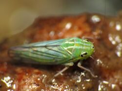 Leafhopper - Flickr - treegrow (9).jpg