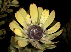 Leucadendron pubescens 5Dsr 0867.jpg