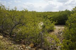 Mangroves in Peninsula Ancón, Sancti Spiritus province, Cuba.JPG